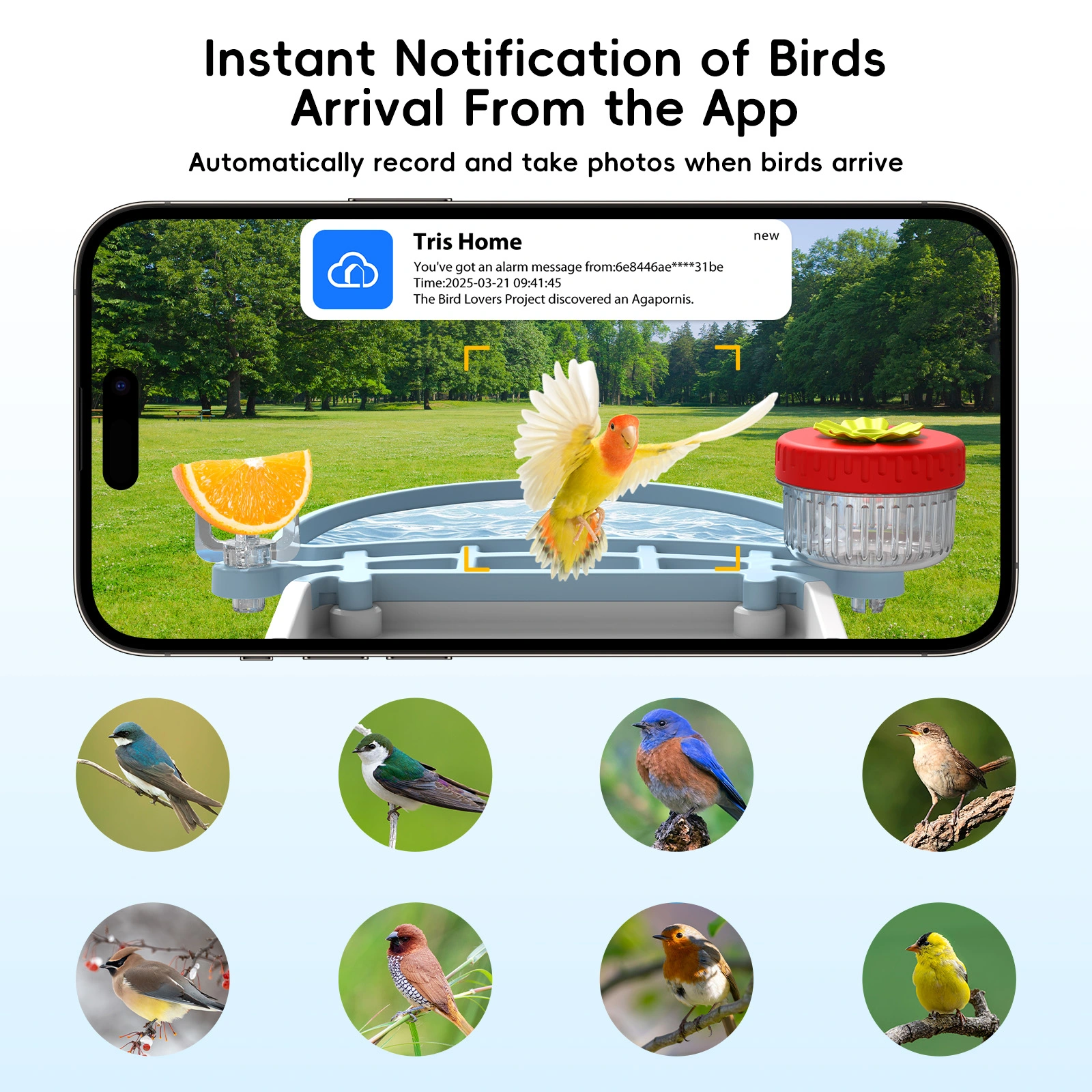 Smart AI Bird Feeder - Image 3